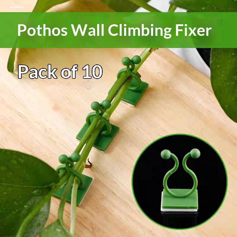 คลิปยึดต้นไม้แบบมีกาวในตัวสำหร - Vine Climbing Plastic บทวิจารณ์และราคา