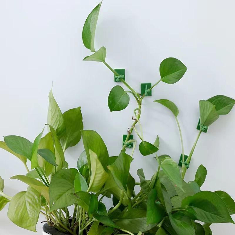 คลิปยึดต้นไม้แบบมีกาวในตัวสำหร - Vine Climbing Plastic บทวิจารณ์และราคา