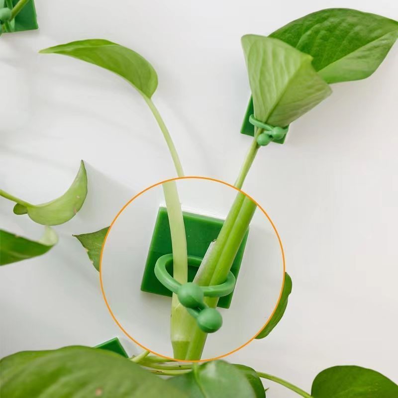 คลิปยึดต้นไม้แบบมีกาวในตัวสำหร - Vine Climbing Plastic บทวิจารณ์และราคา